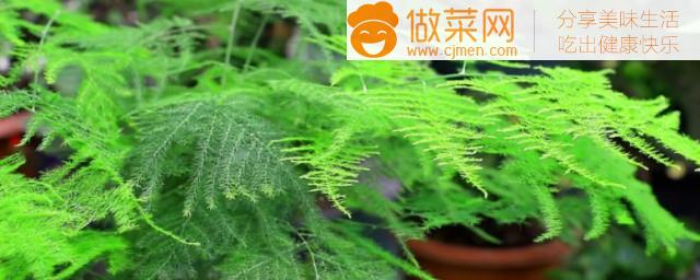 在家中种哪些植物好种(在家中种什么植物好种)