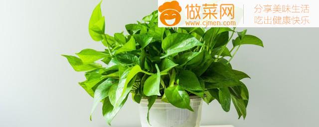 门口适宜种植哪些植物(房子门口种什么植物风水好)