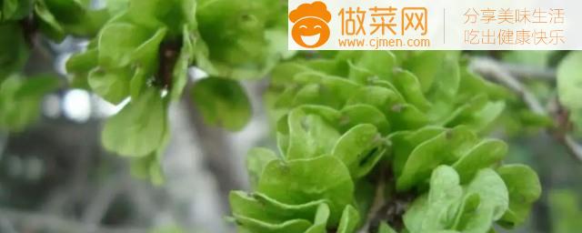 榆树上可以嫁接什么花(榆树发芽能种什么植物)