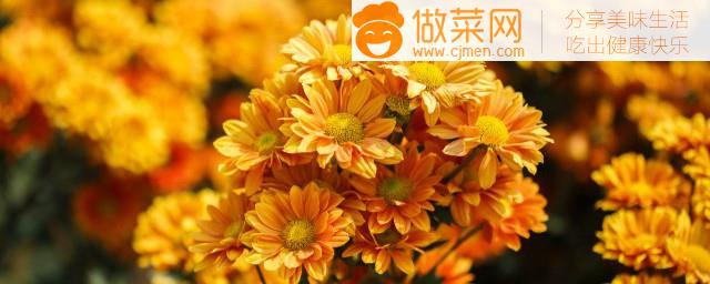 绵衫菊夏天种植方法(绵衫菊夏天怎么种)