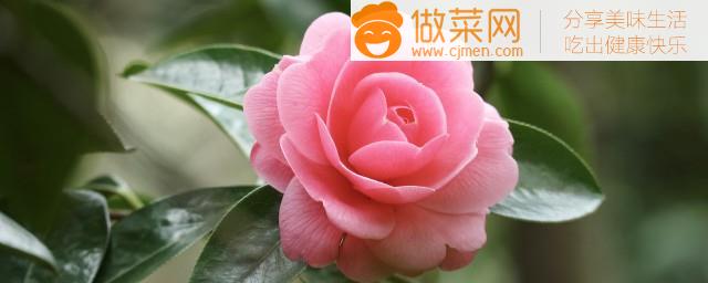 茶花落叶子如何补救(茶花落叶子怎么补救)